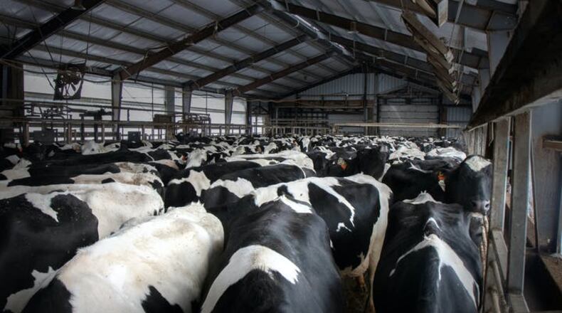Georgia investigators told the Thomasville Times-Enterprise that Brent Edward Bennett of Hartford, Alabama, bought cattle from a Thomas County stockyard (not pictured) last year, but he owes $383,000 because of bounced checks and unpaid bills. (Andy Kosier/Tribune News Service)