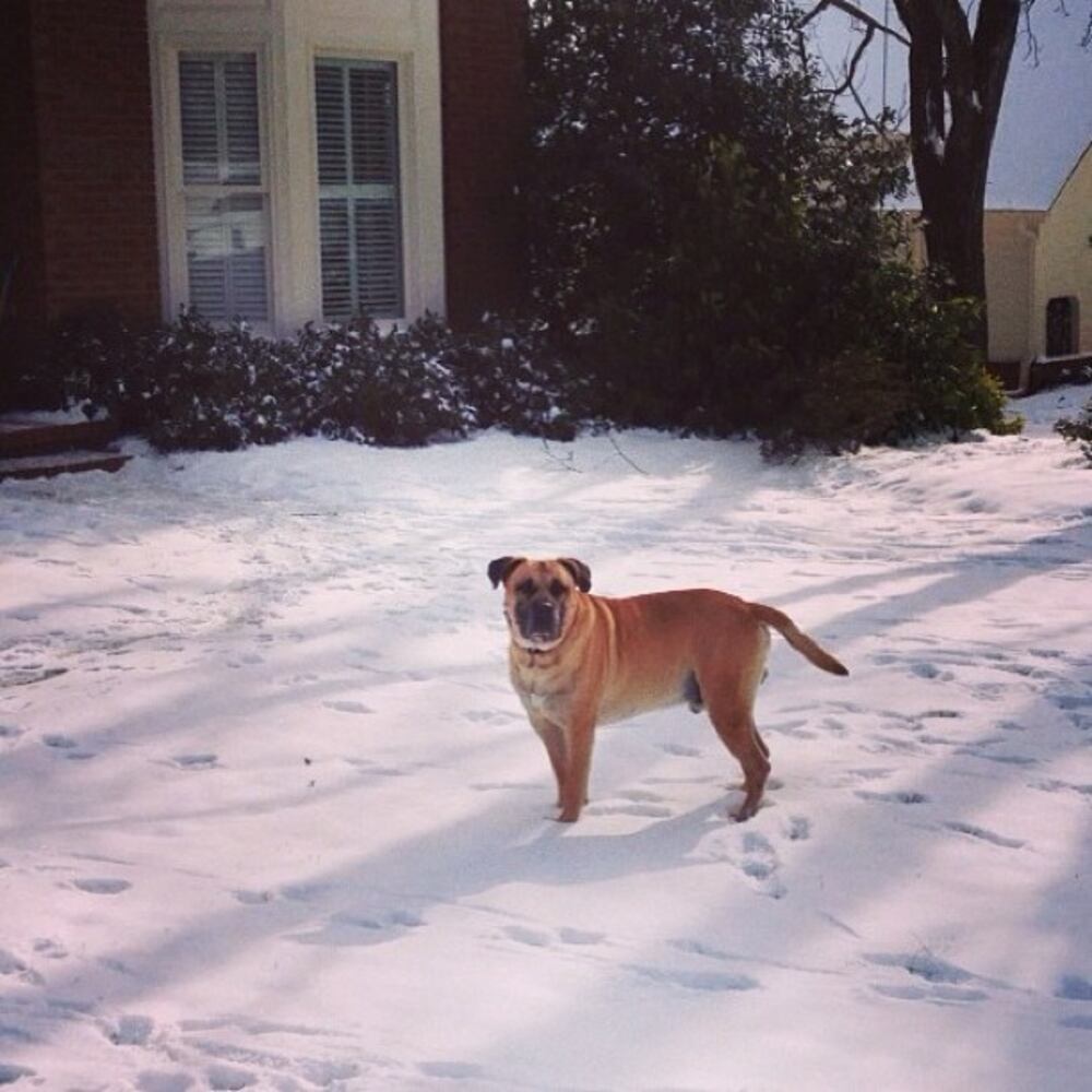 #atlsnowpets -- @lauraep86