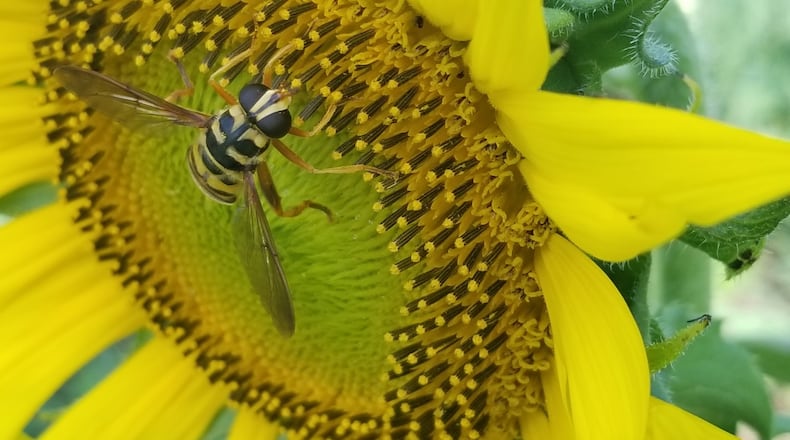 Participants in the Great Southeast Pollinator Census count the number of times any pollinator lands on the same plant within a 15-minute period. Courtesy of Becky Griffin