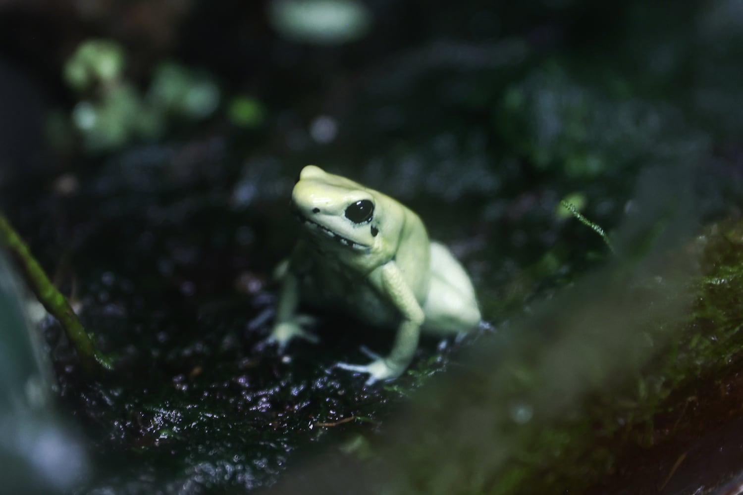 Buckhead-based Amphibian Foundation poised for relocation
