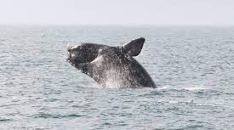 A North Atlantic right whale breaches the water off the U.S. East Coast. Pregnant whales calve in the waters off the coast of Georgia, where a 10-knot speed zone is in effect to protect the whales. A Georgia congressman wants to stop expansion of the speed zone to apply to smaller boats, saying it would put at risk harbor pilots who are ferried to and from freighters to bring them into port. (Courtesy of NOAA fisheries 2024)