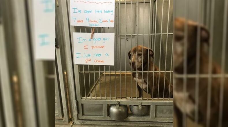Ginger, a 9-year-old Labrador retriever mix, was adopted days after this photo of her asking for a home went viral.