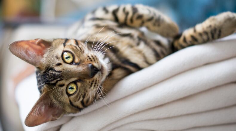 Contributed by Freeimages