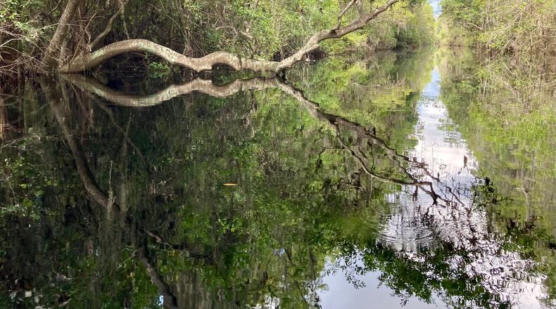 FILE: Reflections on the Okefenokee Swamp. The swamp is being considered for UNESCO World Heritage Site designation for its biological processes, wildlife diversity and its natural beauty. (Photo Courtesy of Josephine Johnson/Savannah Morning News)
