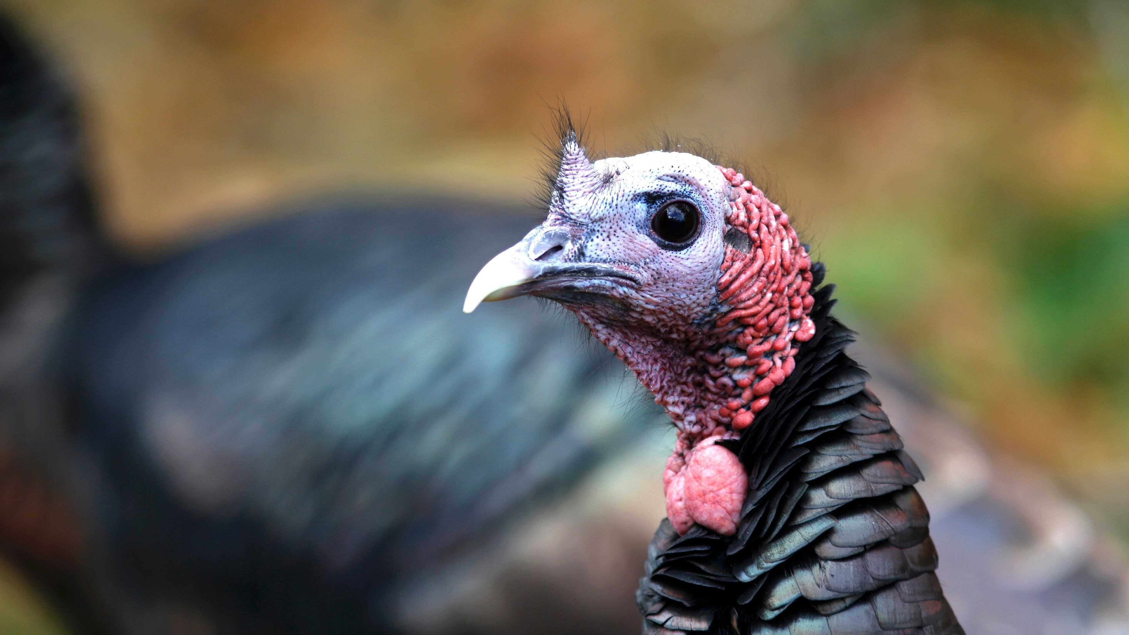A wild turkey walks through a neighborhood in Portsmouth, N.H., Nov. 14, 2025. (AP Photo/Caleb Jones)