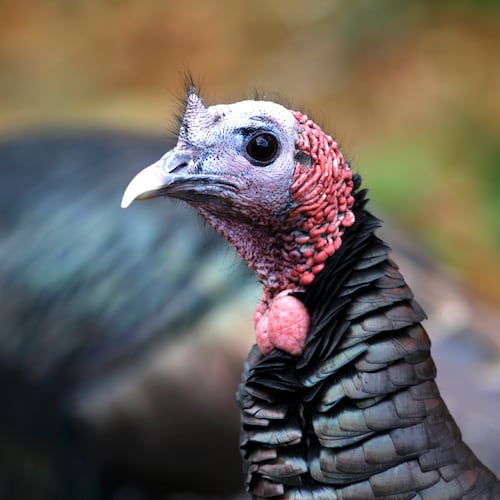 A wild turkey walks through a neighborhood in Portsmouth, N.H., Nov. 14, 2025. (AP Photo/Caleb Jones)