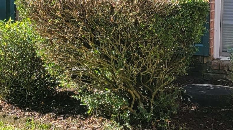 Pruning the bottom to be narrower than the top resulted in an unattractive shrub. (Courtesy of Jamie Boeh)