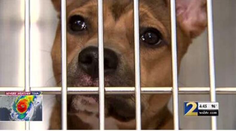 Animal shelters in DeKalb and Fulton counties are scrambling to find good homes for dogs and cats amid an influx of summer drop-offs.