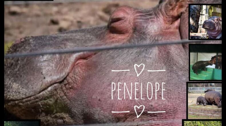 Penelope, the beloved hippopotamus at the Louisiana Purchase Garden and Zoo died Saturday. (Photo: Louisiana Purchase Garden and Zoo)