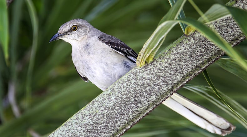 Photo: The Palm Beach Post