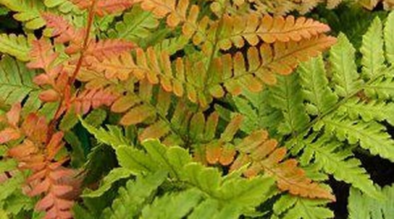 Evergreen autumn fern is a versatile plant for a landscape. PHOTO CREDIT: Walter Reeves