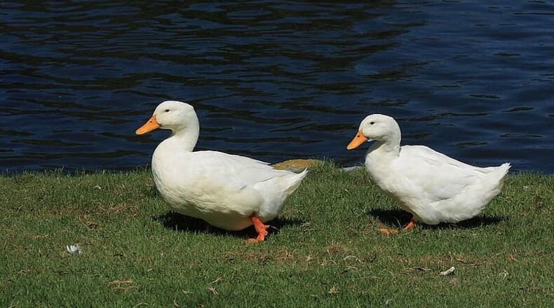 Sugar Hill needs your help to name two new Peking ducks similar to those shown here. (File Photo)