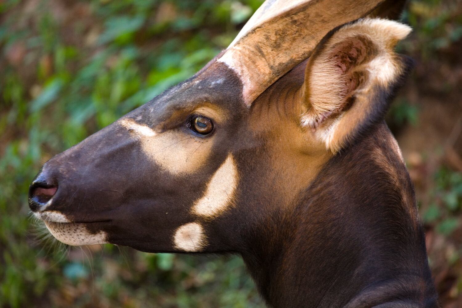 Tambo the eastern bongo