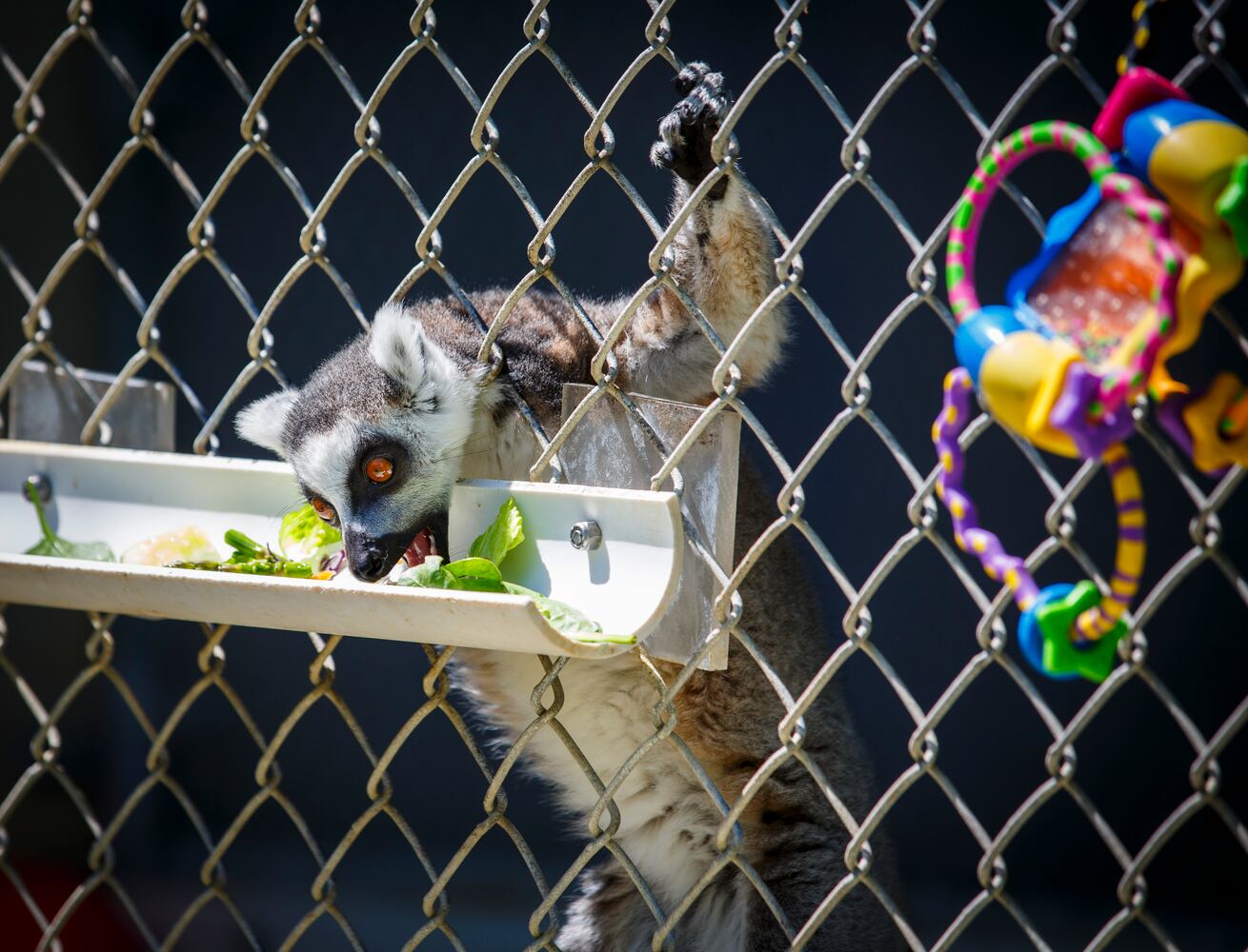 Suncoast Primate Sanctuary in Palm Harbor