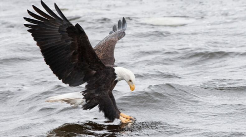 A bald eagle attempts to catch a fish and that’s not a very surprising sight when it comes to bald eagle behavior. So you can imagine how stunned a group of fishermen was when they came across a struggling eagle swimming in the Atlantic Ocean in the waters off Maine last Thursday.