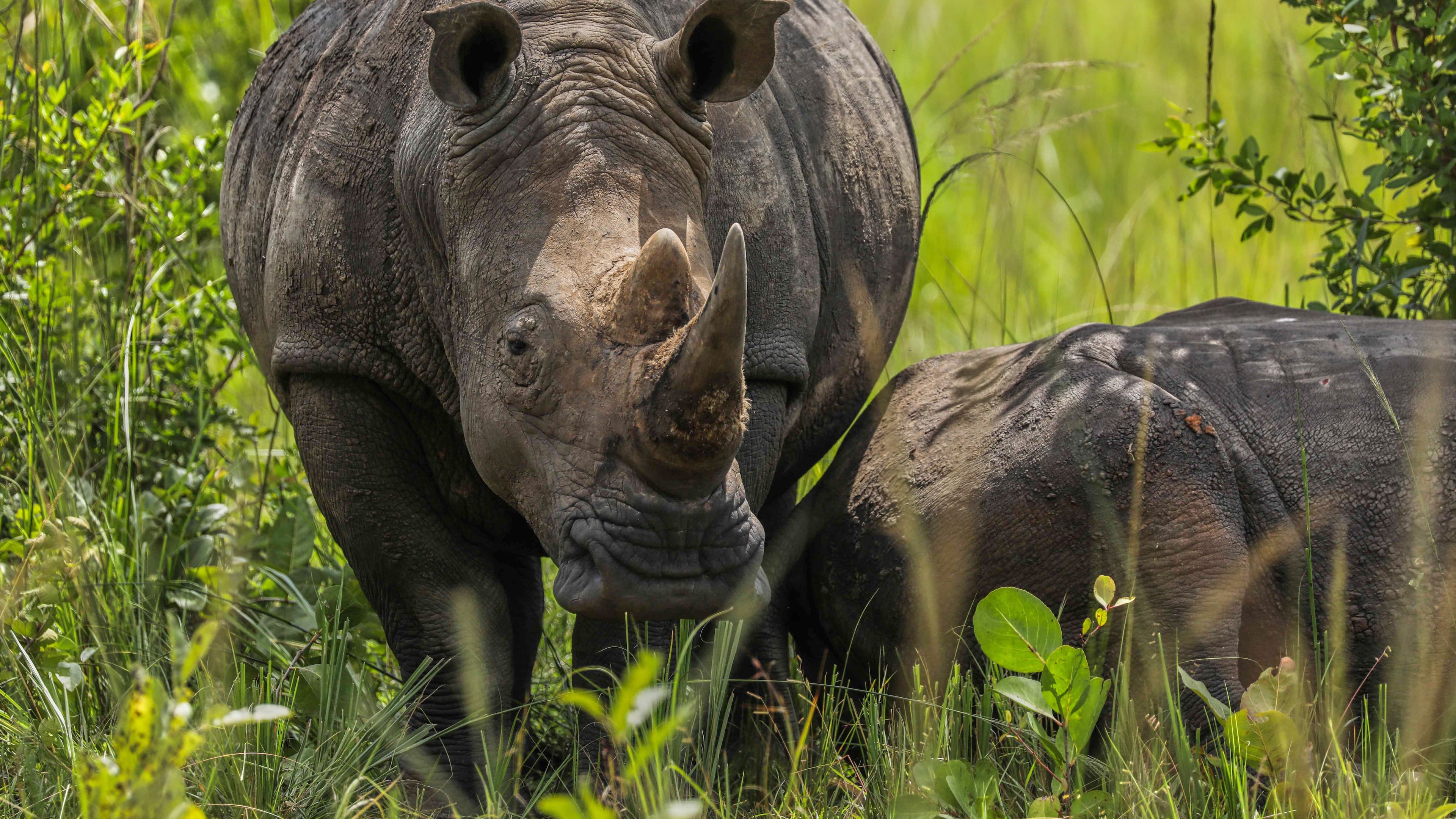 Two rhinos rest under a tree at the Ziwa Rhino Sanctuary, northwest of Nakasongola, Uganda, Monday, Sept. 22, 2025. (AP Photo/Hajarah Nalwadda)