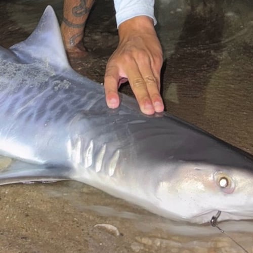 This photo provided by Nelson Rouette shows his brother, Nate Rouette, holding a young tiger shark that they caught off Falmouth Mass., July 23, 2026. (Nelson Rouette via AP)