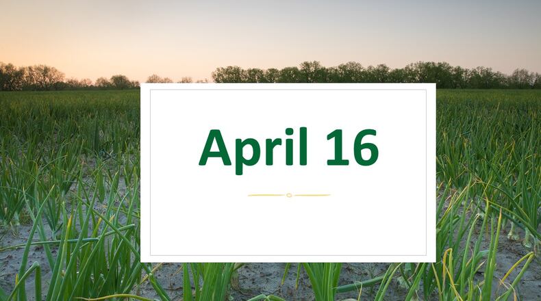 The Georgia Department and Agriculture and Vidalia Onion Committee have set April 16, 2020 as the official pack date for Vidalia onions. COURTESY OF THE VIDALIA ONION COMMITTEE