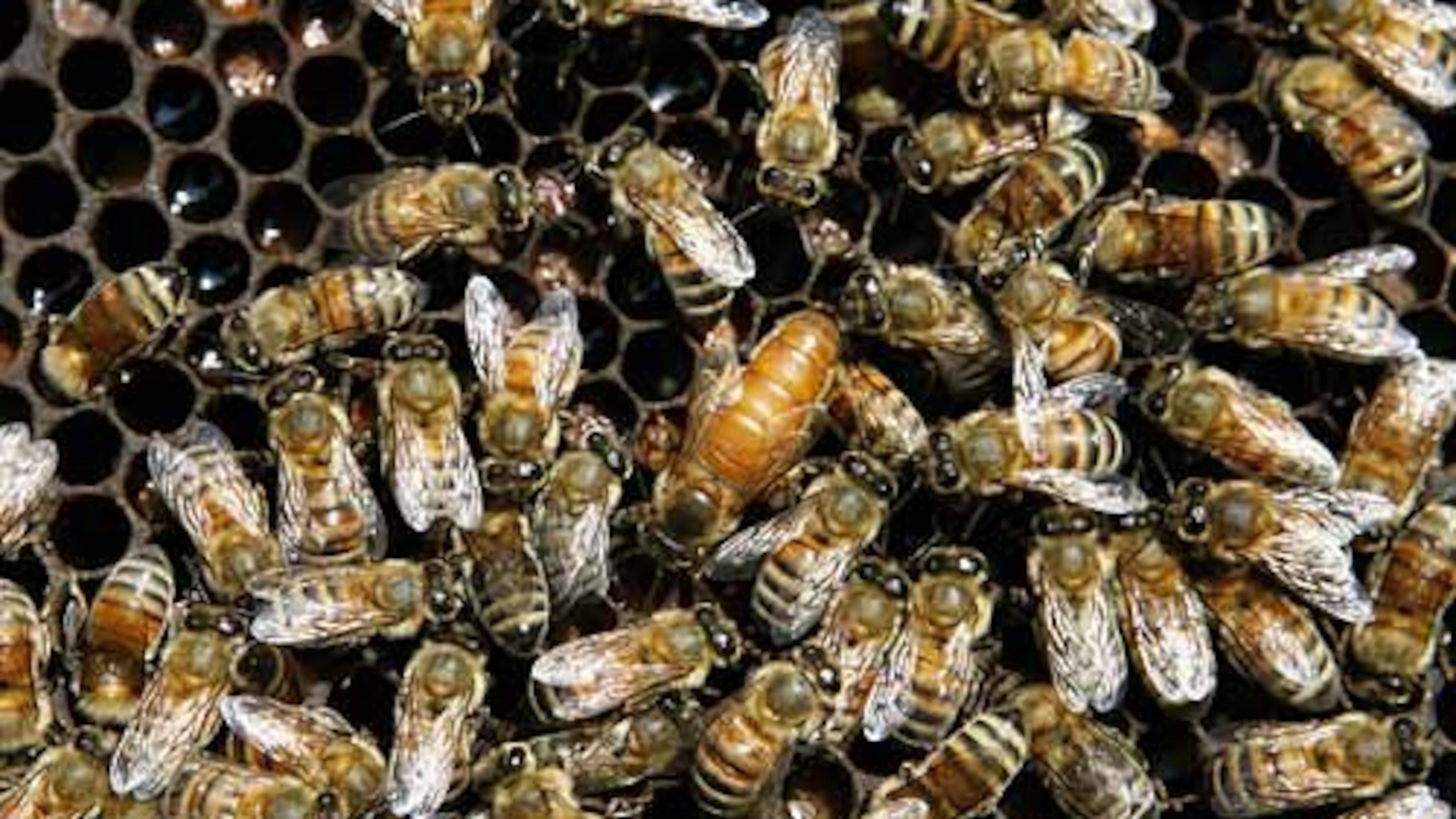 Killer bees, unlike these common European honey bees, are abuzz at the Georgia border. Recently spotted in Barbour County, Alabama, Africanized bees are known for their aggression and ability to sting people to death. (AP 2010)