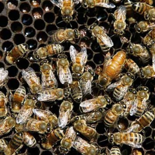 Killer bees, unlike these common European honey bees, are abuzz at the Georgia border. Recently spotted in Barbour County, Alabama, Africanized bees are known for their aggression and ability to sting people to death. (AP 2010)