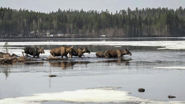 This undated photo, issued by SVT, shows Moose in Junsele, Sweden during preparations for the livestream 'The Great Moose Migration' to document the annual Moose migration near Kullberg in northern Sweden. (SVT via AP)