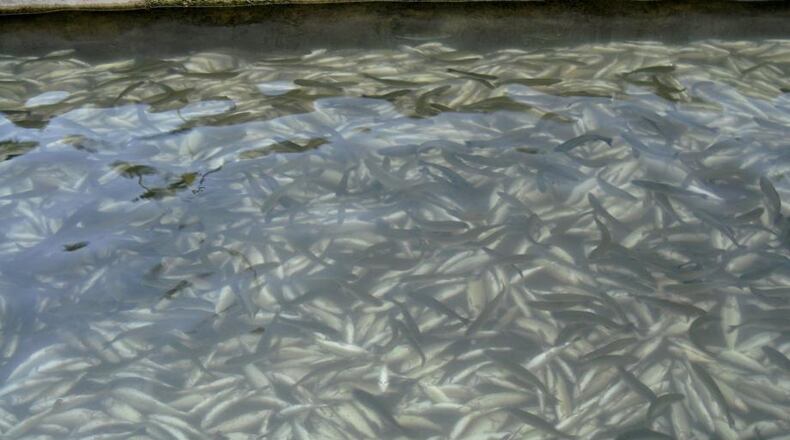 A $1,500 reward is offered to find the person responsible for shutting off the water supply at the Chattahoochee Fish Hatchery near Suches in Fannin County, Georgia. Officials say 51,000 rainbow trout died as a result.