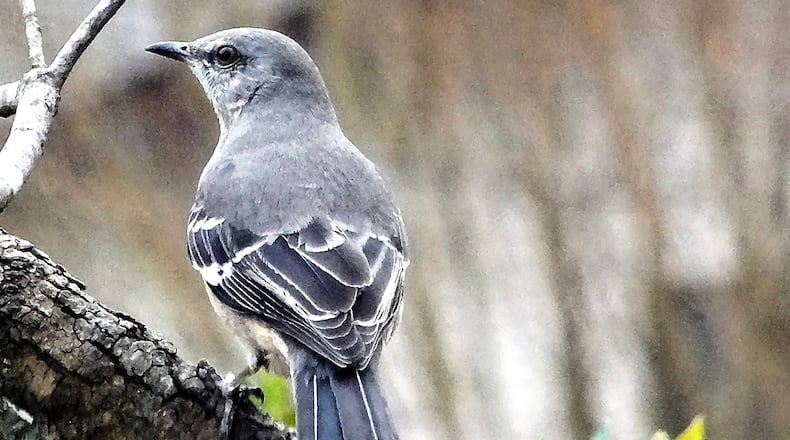The Northern mockingbird, like the one shown here, sings from January to early August in Georgia and resumes singing again mid-September through early November. The bird’s spring repertoire is different from its fall repertoire. CONTRIBUTED BY CHARLES SEABROOK