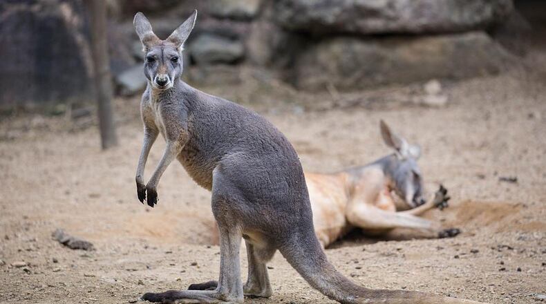 Kangaroos in Australia have been affected by canary grass, veterinarians said.