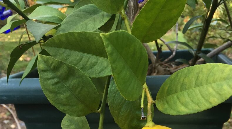 Meyer lemon is easy to care for and produces colorful, edible fruit. PHOTO CREDIT: Walter Reeves