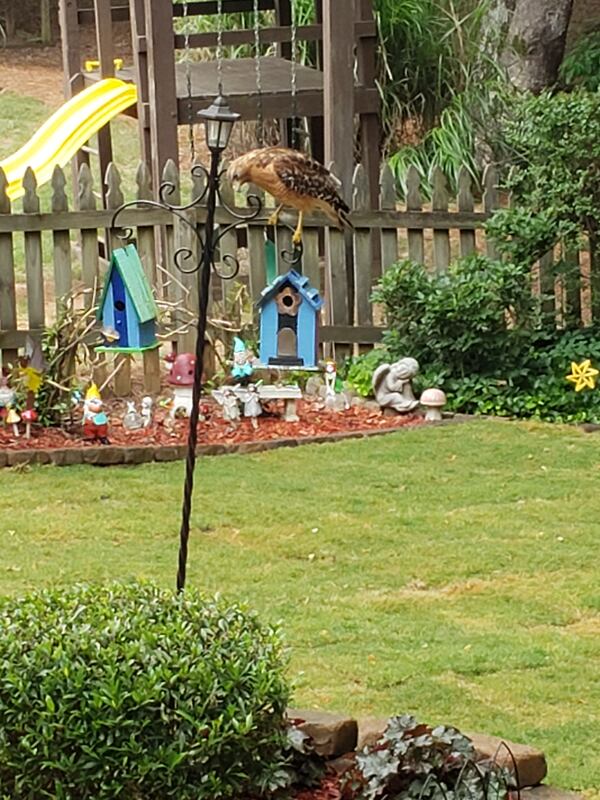 "I heard the frantic chirps of a distressed bird as I came around the corner of my house in Woodstock," wrote Jim Woodward. "Sitting on top of one of our bird house hangers was this hungry hawk."