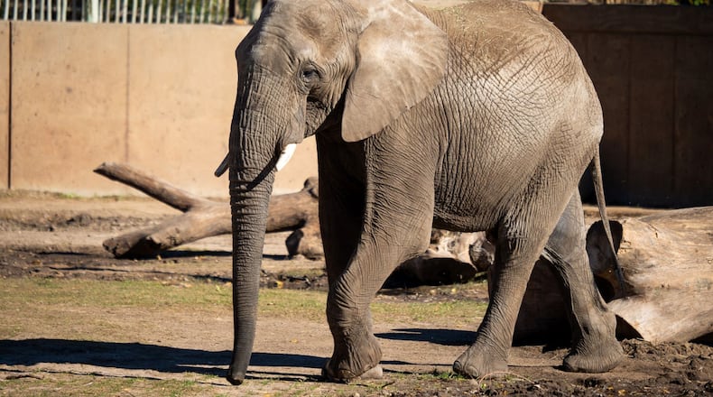 Titan is a 16-year-old, 8,200-pound elephant who was born in South Africa but was moved to Wichita, Kansas in an effort to rescue elephants from life-threatening drought conditions. Titan was moved to Zoo Atlanta on Jan. 29, 2025.