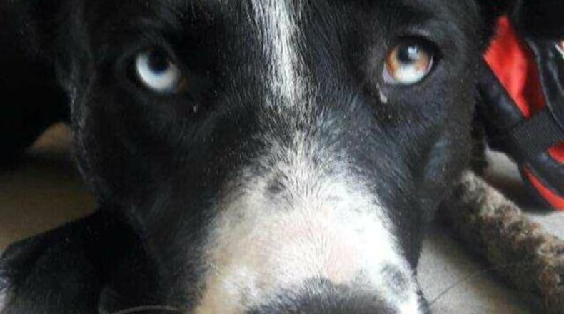 Patience, an emotional support dog, was stolen. (Photo: ActionNewsJax.com)