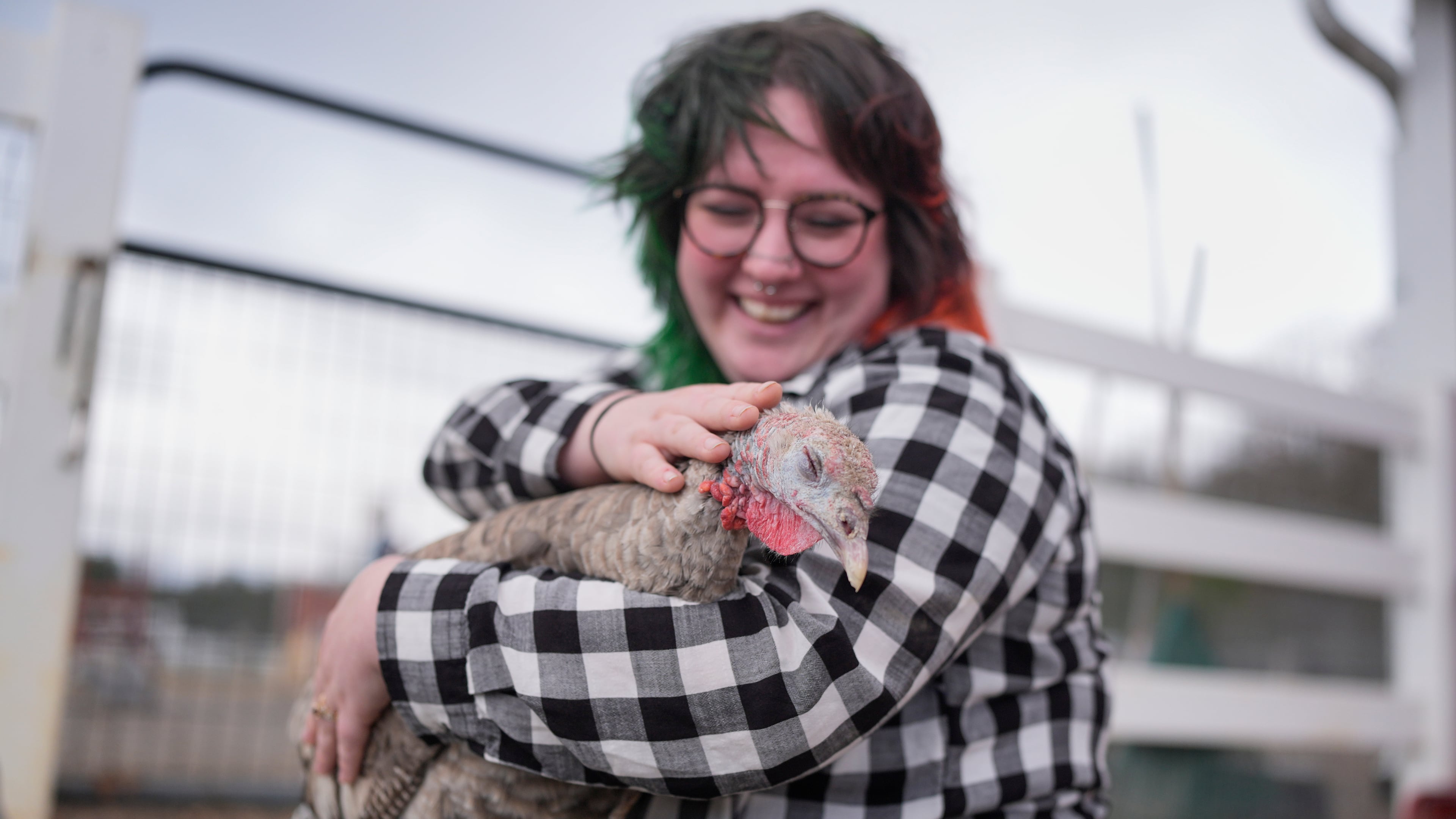 Jordan Gullotta pets a turkey during a cuddle therapy session at The Gentle Barn, Tuesday, Nov. 25, 2025, in Christiana, Tenn. (AP Photo/George Walker IV)
