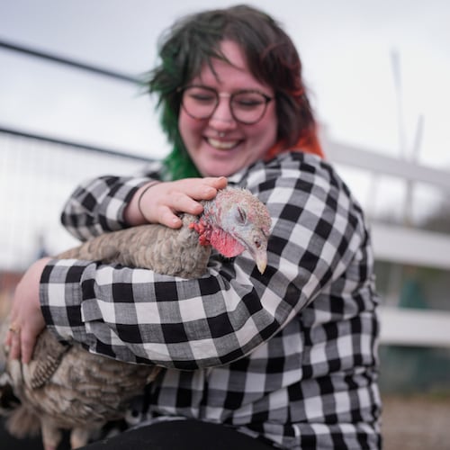 Jordan Gullotta pets a turkey during a cuddle therapy session at The Gentle Barn, Tuesday, Nov. 25, 2025, in Christiana, Tenn. (AP Photo/George Walker IV)