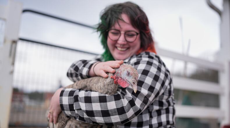 Jordan Gullotta pets a turkey during a cuddle therapy session at The Gentle Barn, Tuesday, Nov. 25, 2025, in Christiana, Tenn. (AP Photo/George Walker IV)