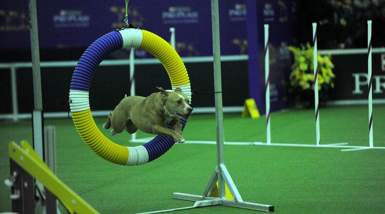 This American pit bull terrier is the same breed as Coolyay. The lost Coolyay is looking forward to rejoining his family.