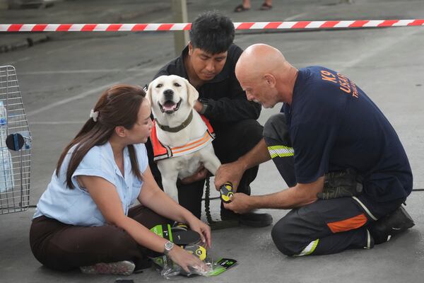 Members of a K9 squad help Nuan wear socks to protect her feet at the site of an under-construction high-rise building that collapsed after an earthquake in Bangkok, Thailand, Tuesday, April 1, 2025. (AP Photo/Sakchai Lalit)