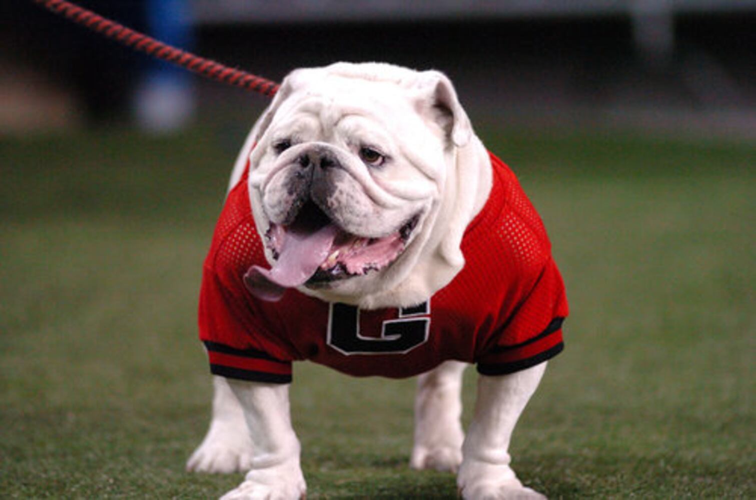 Fans pictures of Uga VI -- No. 2.