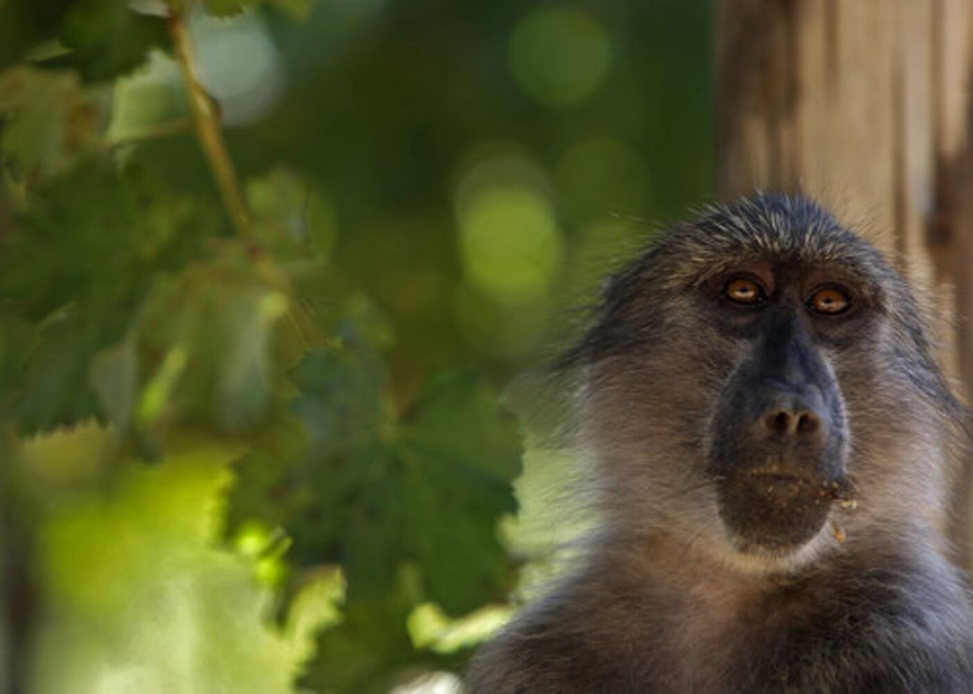 Baboons steal grapes from South African vineyards