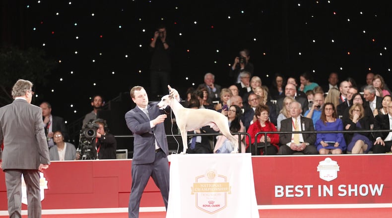 Whiskey the whippet wins Best of Show at AKC National Championship, with his handler (and owner and breeder) Justin C. Smithey in Orlando. Smithey lives and raises dogs in Sugar Valley, in North Georgia. CONTRIBUTED: JUSTIC C. SMITHEY