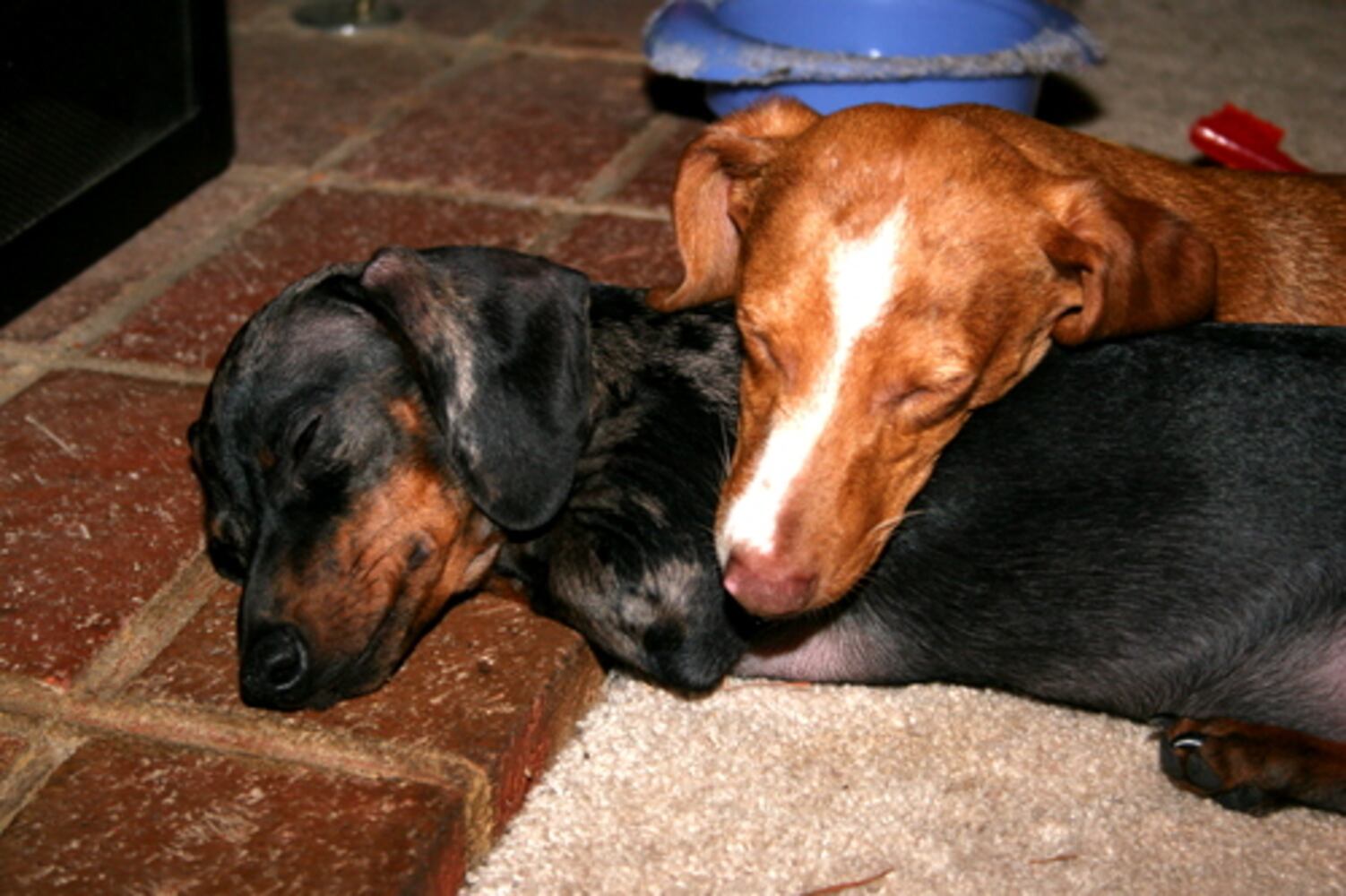 Cutest pets