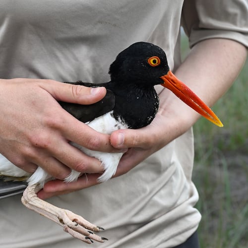 United States Fish and Wildlife Service Shorebird Monitor Allison Ruhl carries an adult oystercatcher at Trustom Pond National Wildlife Refuge in South Kingstown, R.I., June 19, 2026. (AP Photo/Jessica Hill)