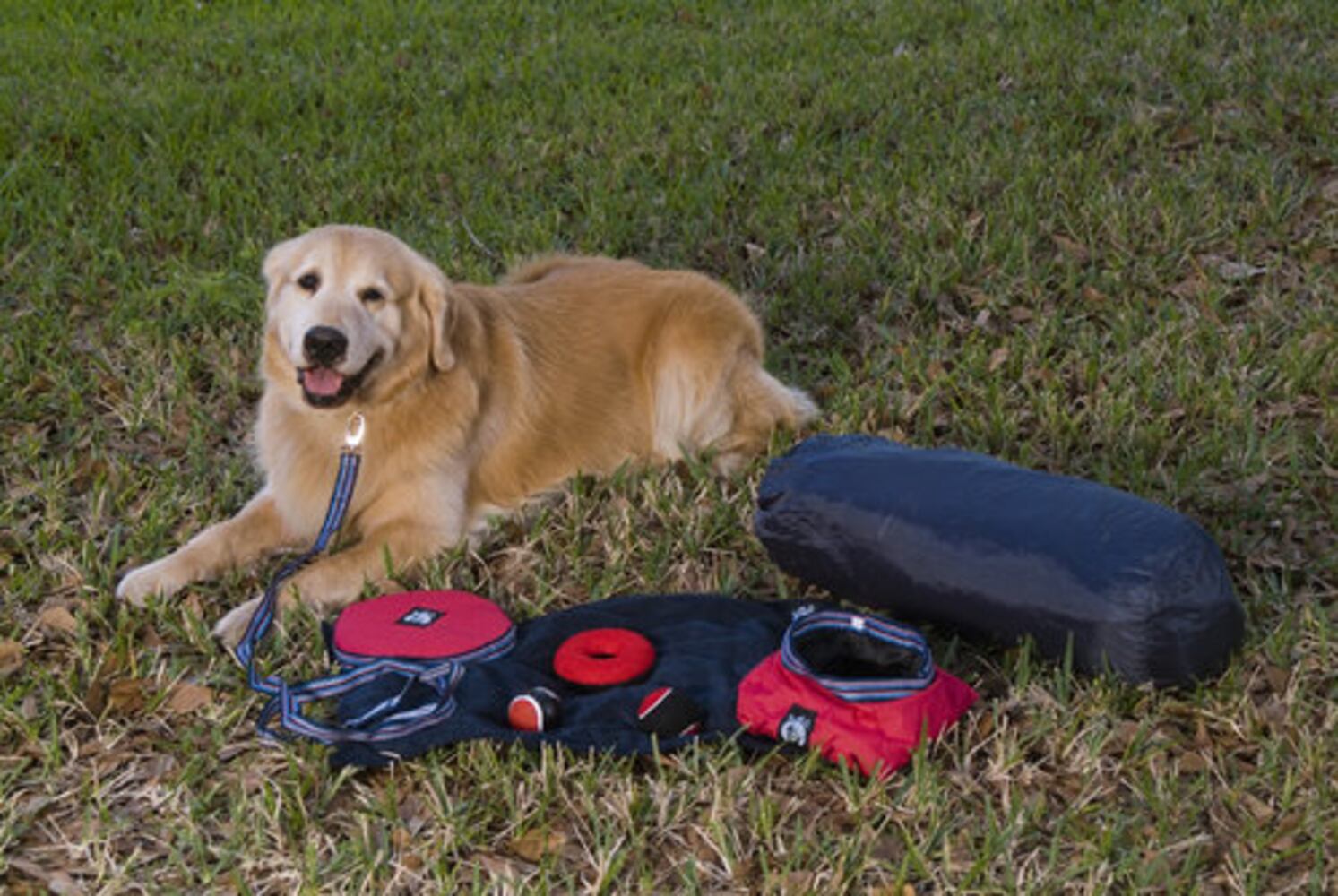 Stylish gear for dogs and cats