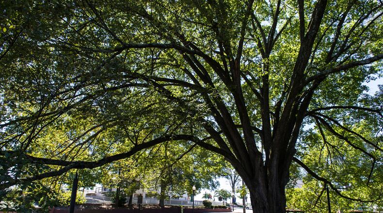 Norcross tree plantings during Arbor Day ‘Week’ fulfill ‘net zero’ tree policy. (Courtesy City of Norcross)