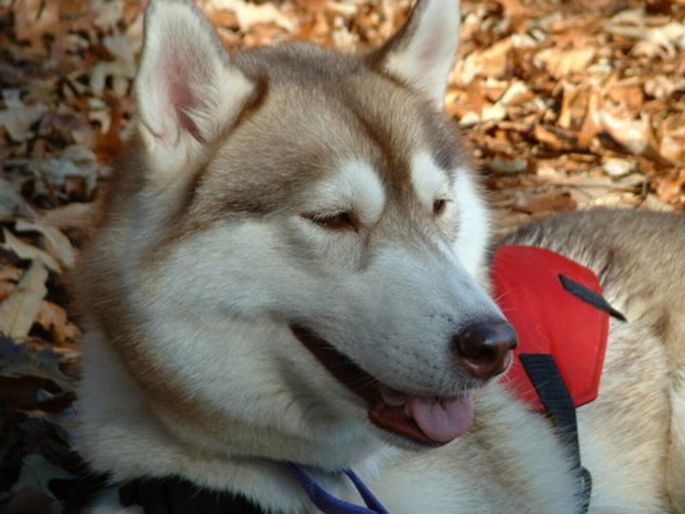 Happy Monday! Atlanta's Smiling Pets