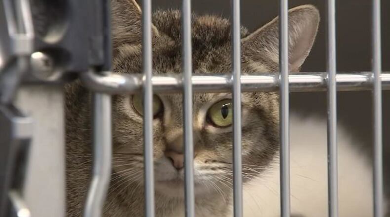 <p>Channel 2 Action News has confirmed two more local animal shelters are under quarantine after cats tested positive for a deadly virus.</p>