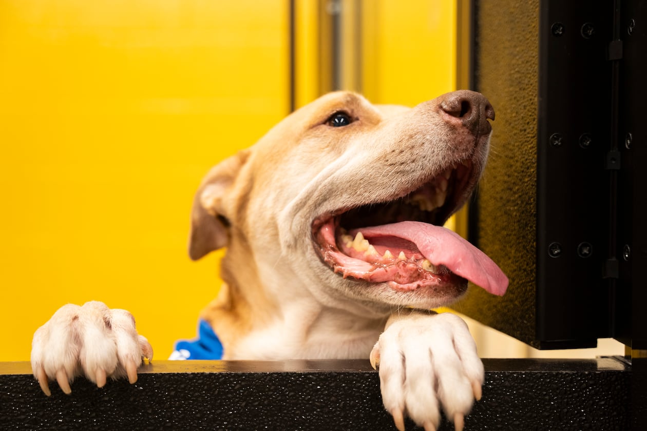 One of the dogs that was then available for adoption peers out of a visitation window at the grand opening of the Fulton County Animal Shelter on Saturday, Dec. 2, 2023. (Olivia Bowdoin for the Atlanta Journal-Constitution).