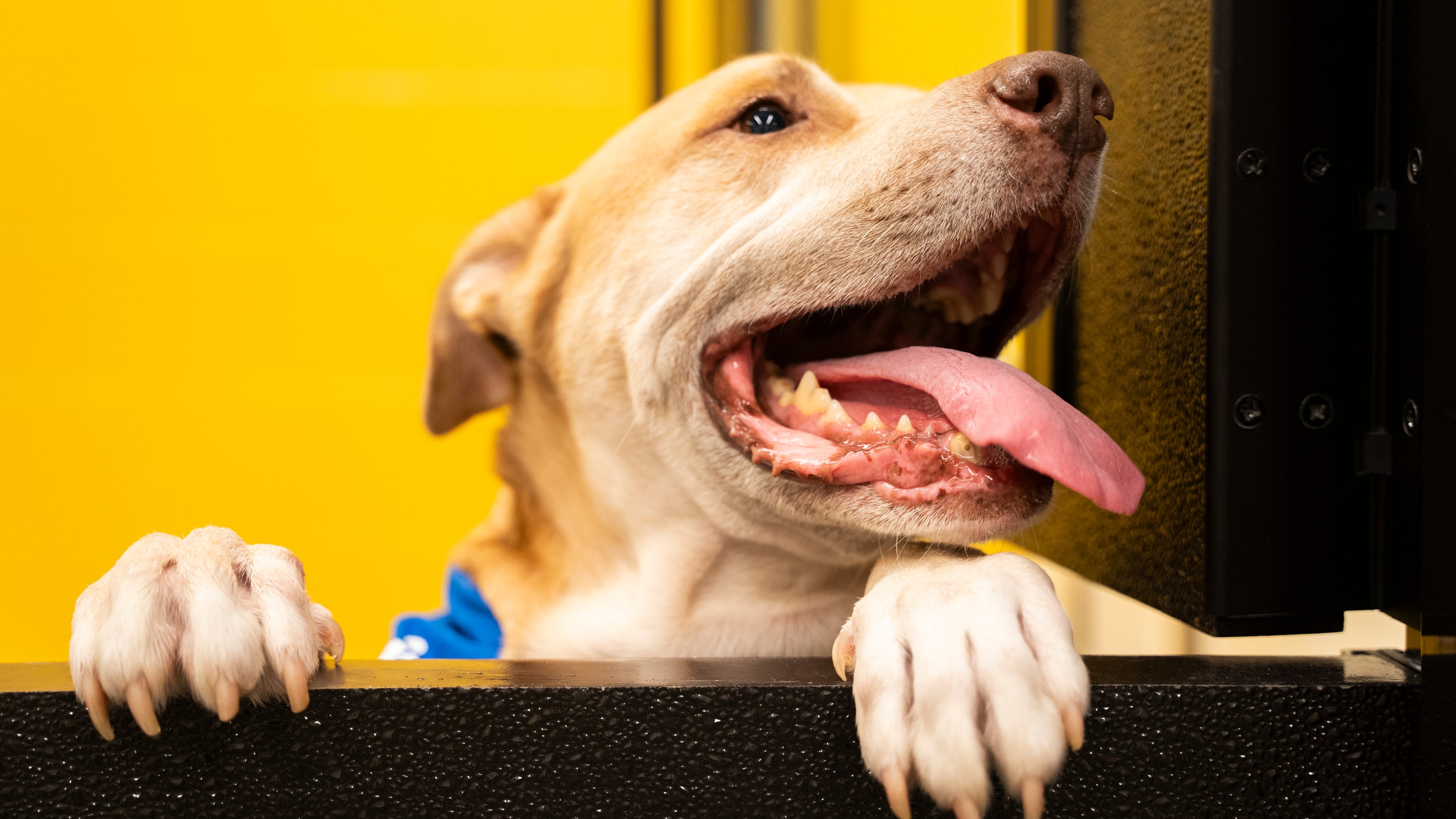 One of the dogs that was then available for adoption peers out of a visitation window at the grand opening of the Fulton County Animal Shelter on Saturday, Dec. 2, 2023. (Olivia Bowdoin for the Atlanta Journal-Constitution).