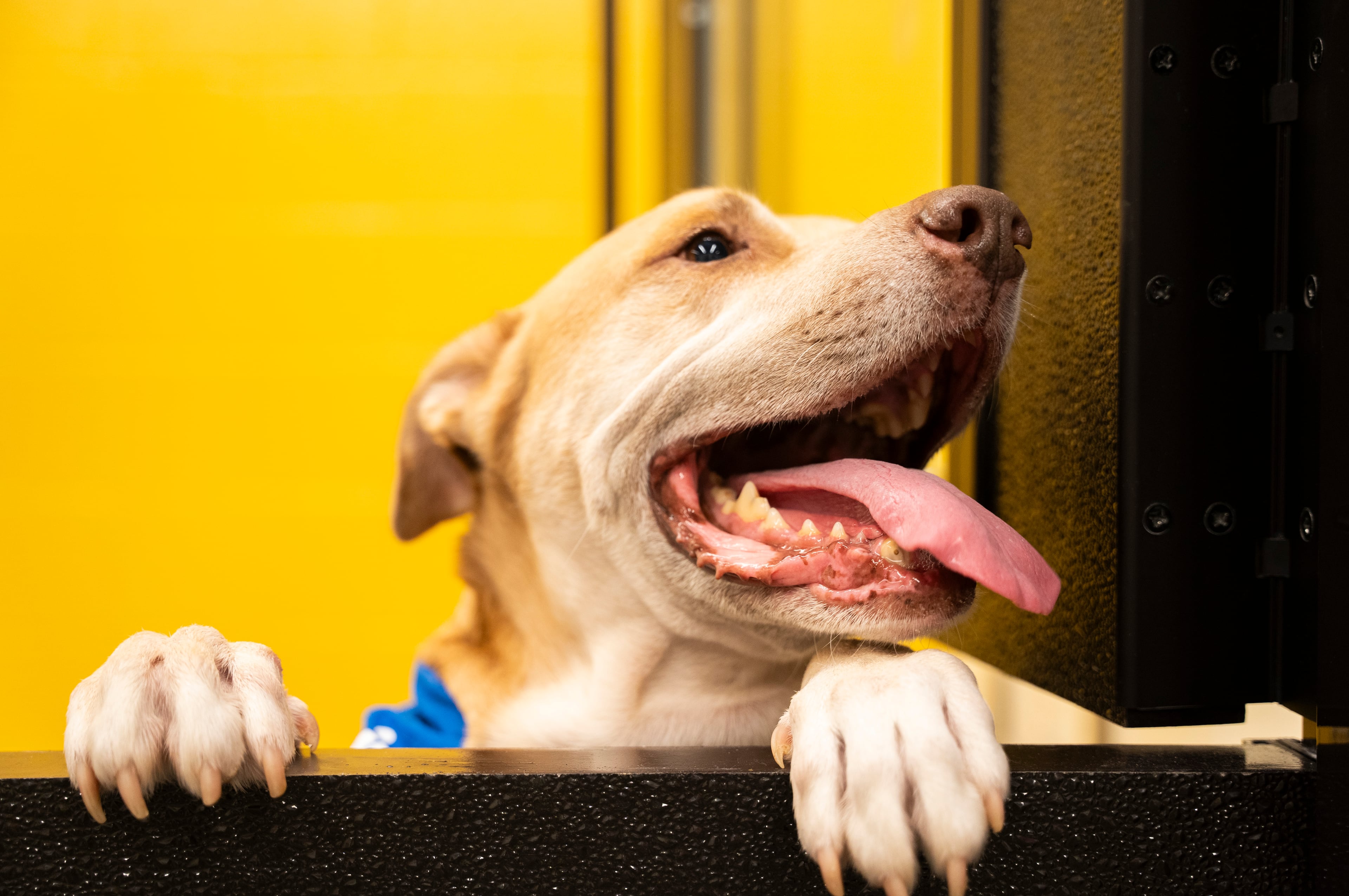 New Fulton County Animal Shelter Opens