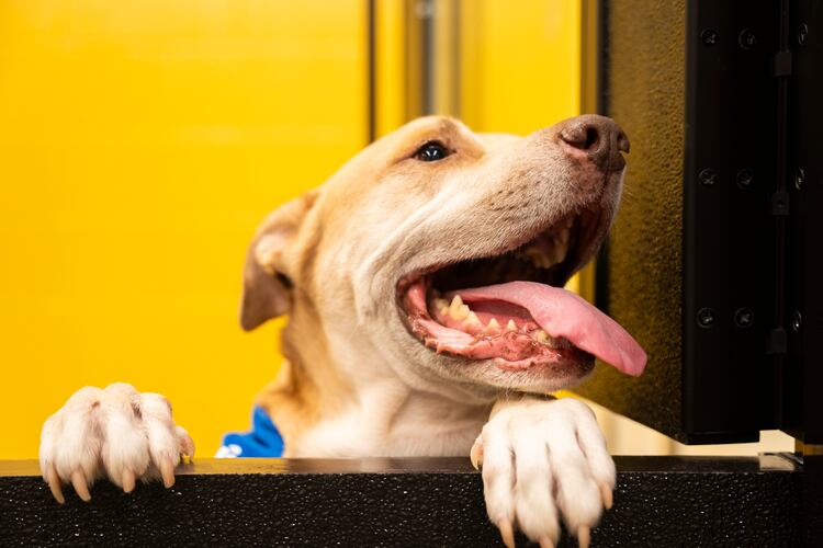 One of the dogs that was then available for adoption peers out of a visitation window at the grand opening of the Fulton County Animal Shelter on Saturday, Dec. 2, 2023. (Olivia Bowdoin for the Atlanta Journal-Constitution).